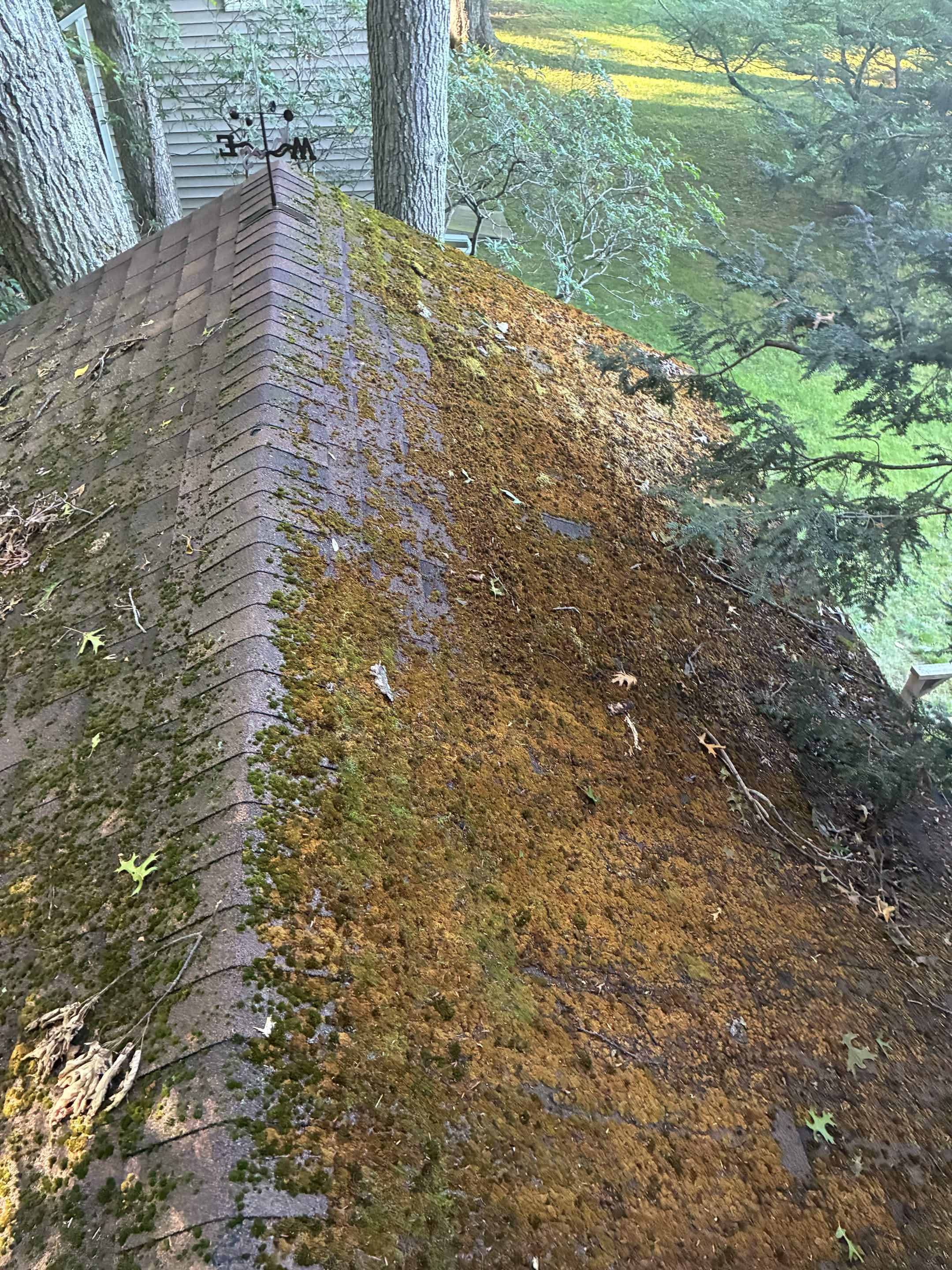 Roof covered in moss before cleaning